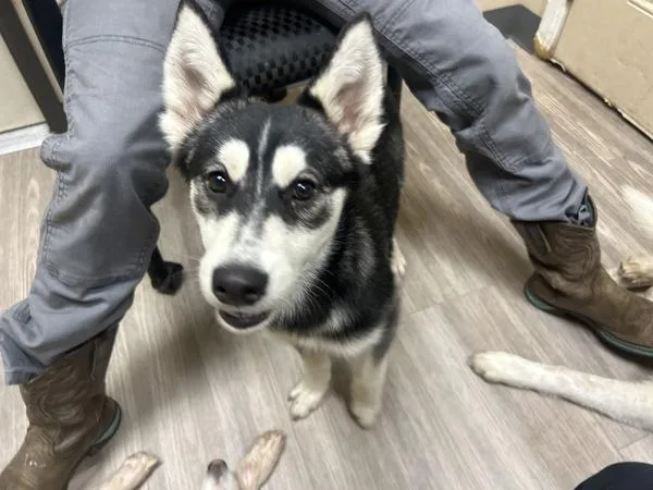 A young large-sized female Siberian Husky dog named Jennifer for adoption in Escondido, CA