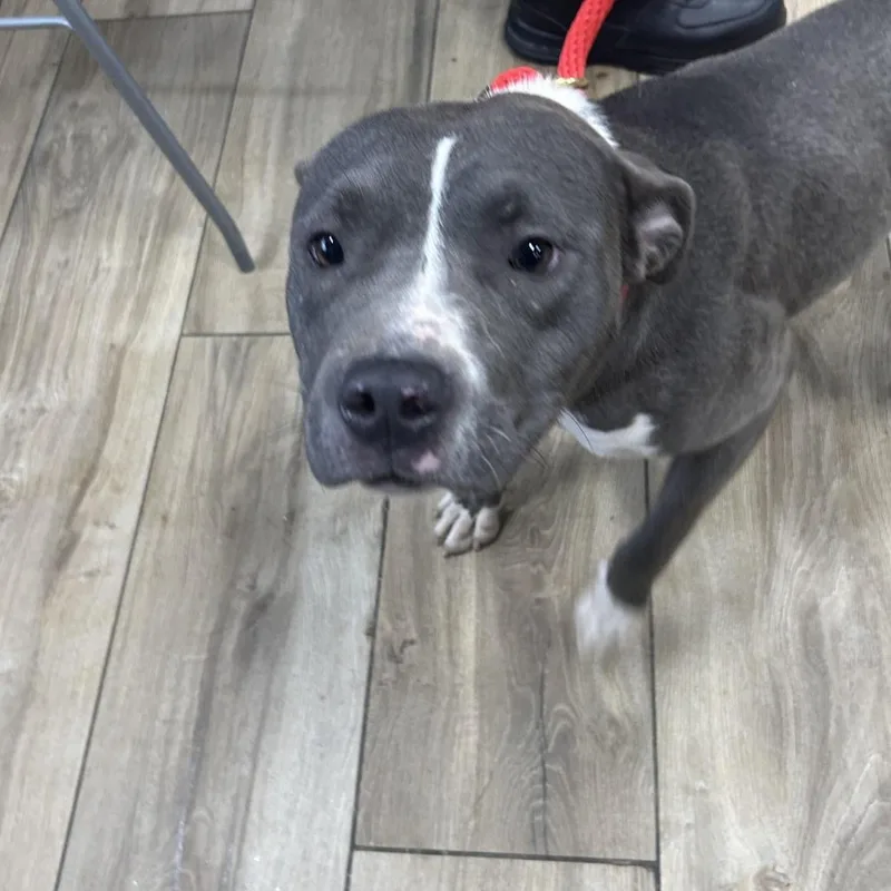 A young medium-sized female Gray / Blue / Silver Pit Bull Terrier dog named Dream for adoption in Weimar, CA