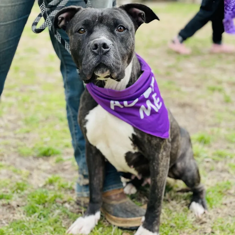 An adult medium-sized female Pit Bull Terrier dog named Cassie for adoption in Peachtree City, GA