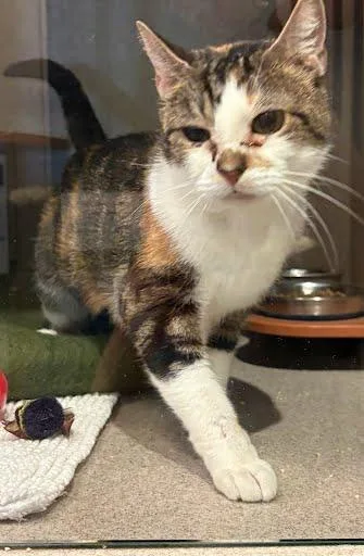 An adult medium-sized female Domestic Short Hair cat named Doc for adoption in Washington, DC