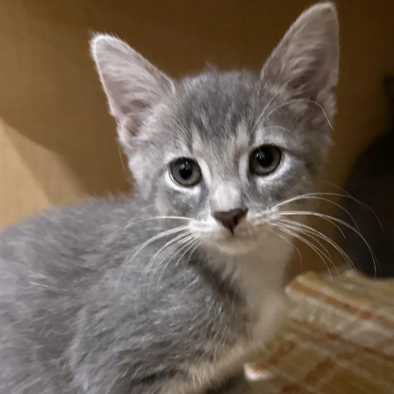 A baby small-sized female Gray / Blue / Silver Domestic Short Hair cat named Eddie Van Halen for adoption in Washington Township, OH