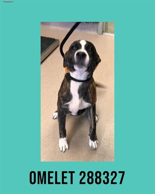 A baby small-sized male Mixed Breed dog named Omelet for adoption in Macon, GA