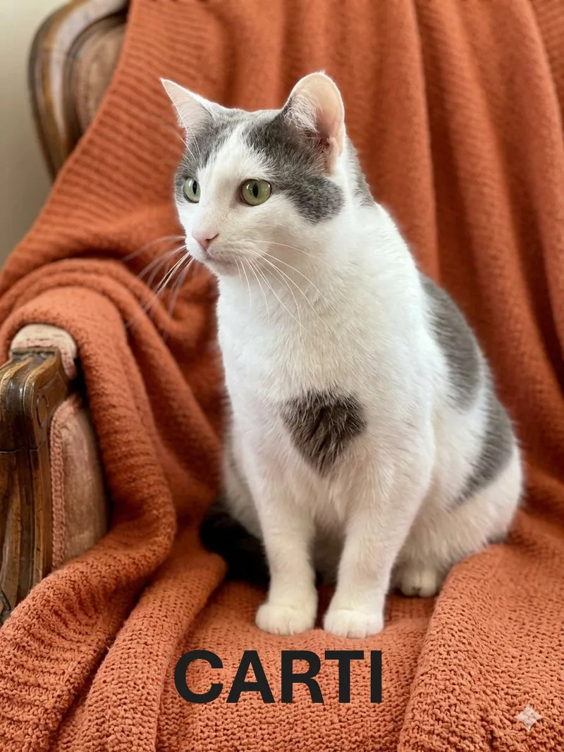 An adult large-sized female Gray & White Domestic Short Hair cat named Carti for adoption in Harrodsburg, KY