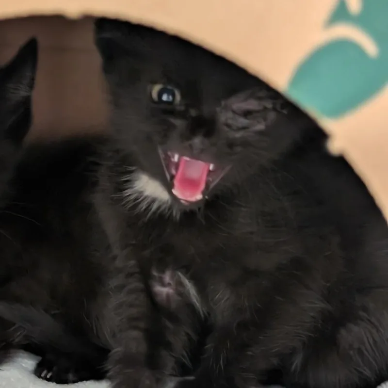 A baby small-sized female Black Domestic Short Hair cat named Deedee for adoption in Sonoma, CA