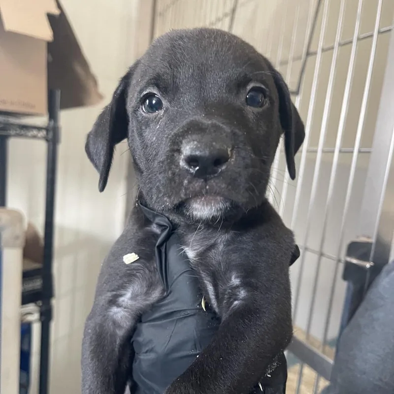 A baby small-sized male Black Terrier dog named Denver for adoption in Corpus Christi, TX