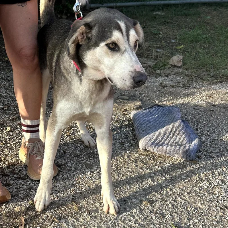 An adult small-sized male Gray / Blue / Silver Husky dog named Grady for adoption in Austin, TX