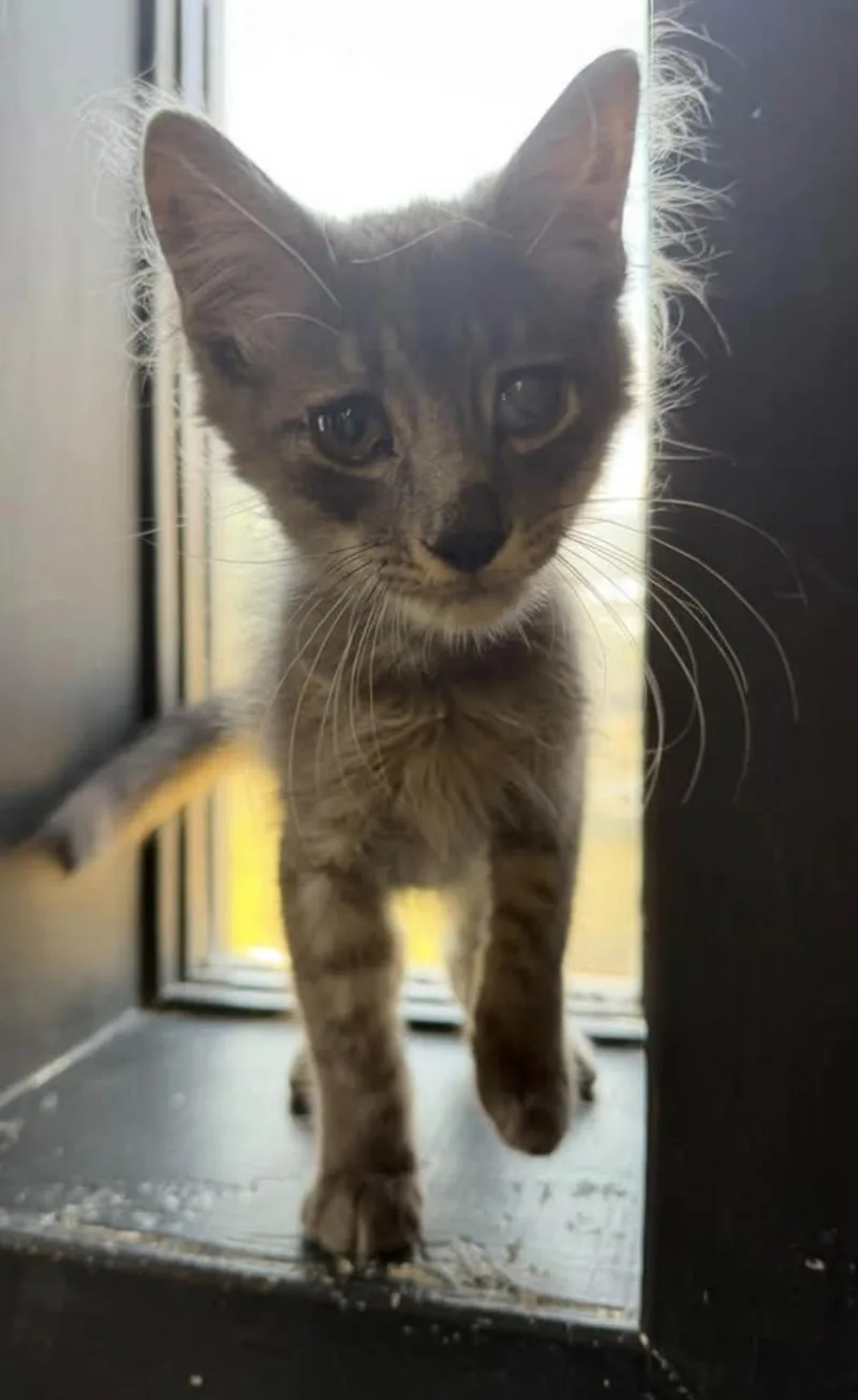 A young medium-sized male Tabby (Gray / Blue / Silver) Domestic Medium Hair cat named Tiger for adoption in Vicksburg, MS