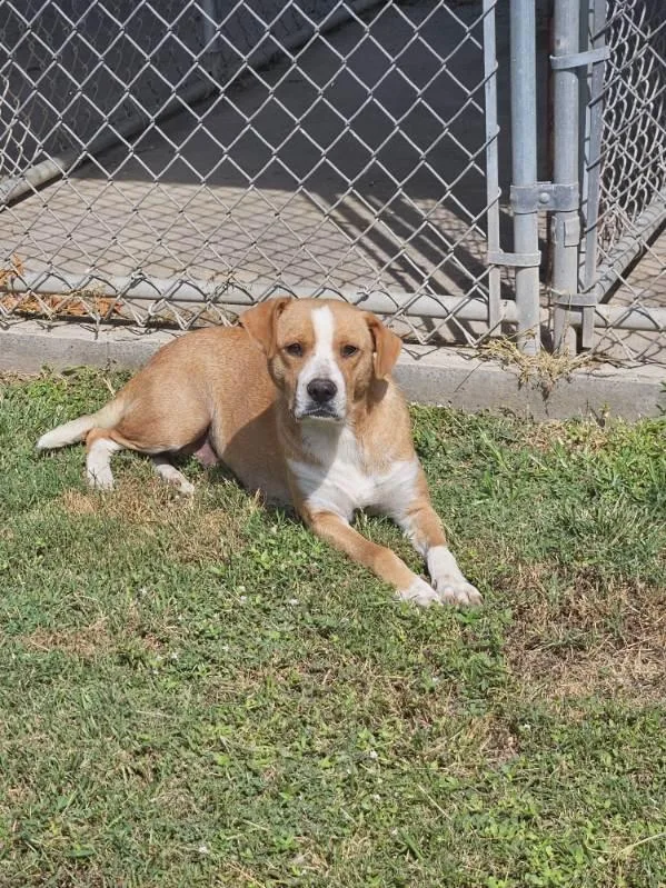 A young medium-sized female Labrador Retriever dog named Henny for adoption in Zimmerman, MN