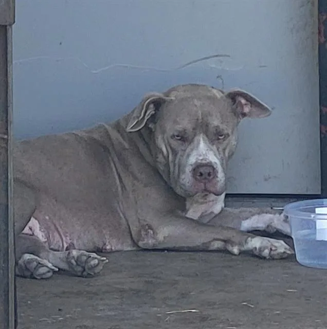 An adult medium-sized female American Staffordshire Terrier dog named Caroline May for adoption in San Antonio, TX