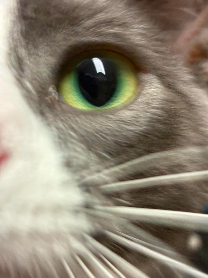 A young medium-sized male Gray & White Domestic Short Hair cat named Ransom for adoption in Lake Hopatcong, NJ
