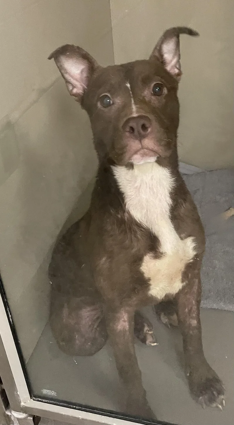 A young medium-sized female American Staffordshire Terrier dog named Tinker HOLD for adoption in Canton, OH