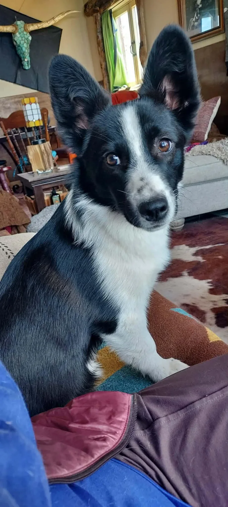A young medium-sized male Corgi dog named Bo for adoption in Denver, CO