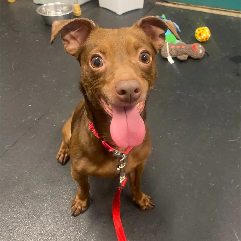 A young small-sized male Brown / Chocolate Mixed Breed dog named Tootsie Roll for adoption in Oshkosh, WI
