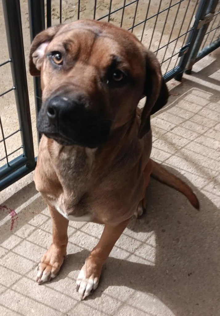 A young medium-sized female Hound dog named Cupcake for adoption in Marianna, FL