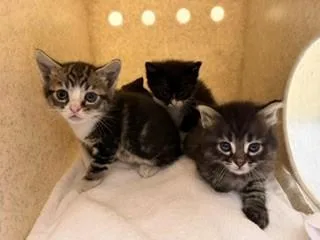 A baby small-sized male Domestic Short Hair cat named Brave for adoption in Tustin, CA
