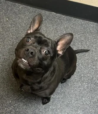 Maz