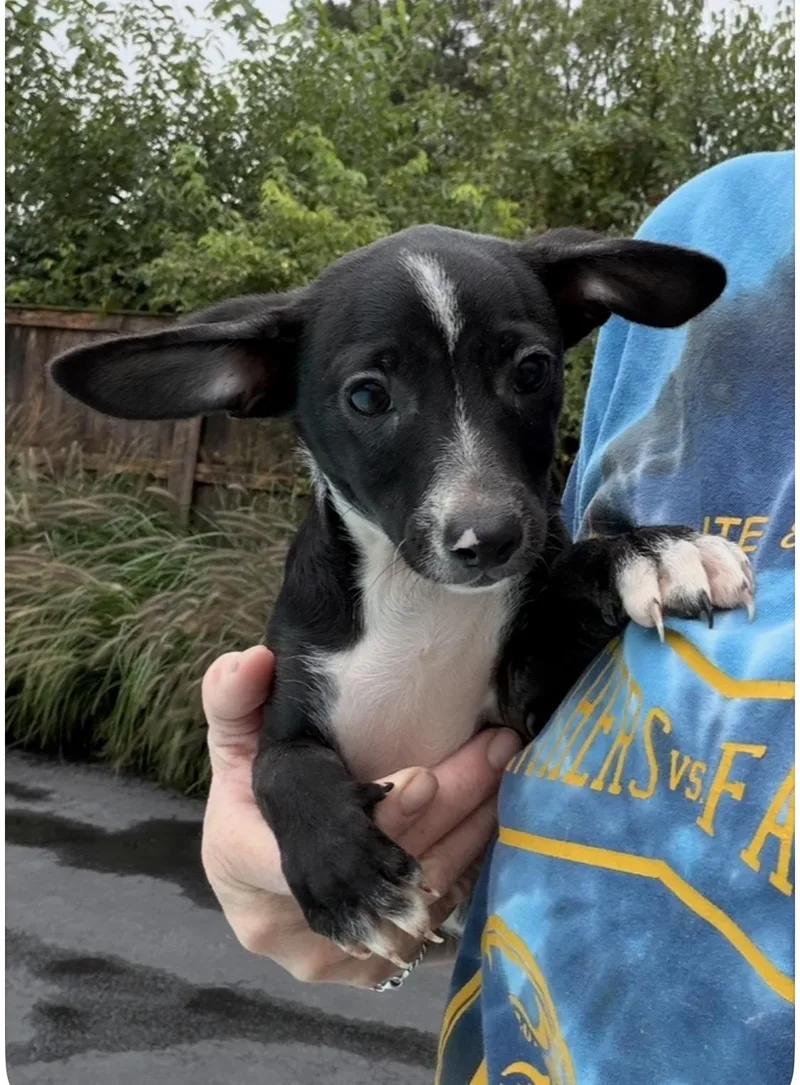 A baby small-sized female Chiweenie dog named Peanut for adoption in Wonder Lake, IL