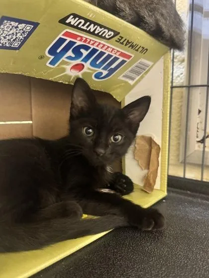 A young small-sized male Domestic Medium Hair cat named Victor for adoption in Vero Beach, FL
