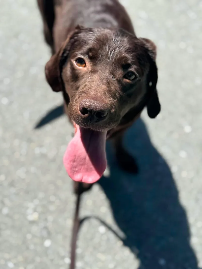 A young medium-sized female Brown / Chocolate Chocolate Labrador Retriever dog named Glory for adoption in Albany, NY