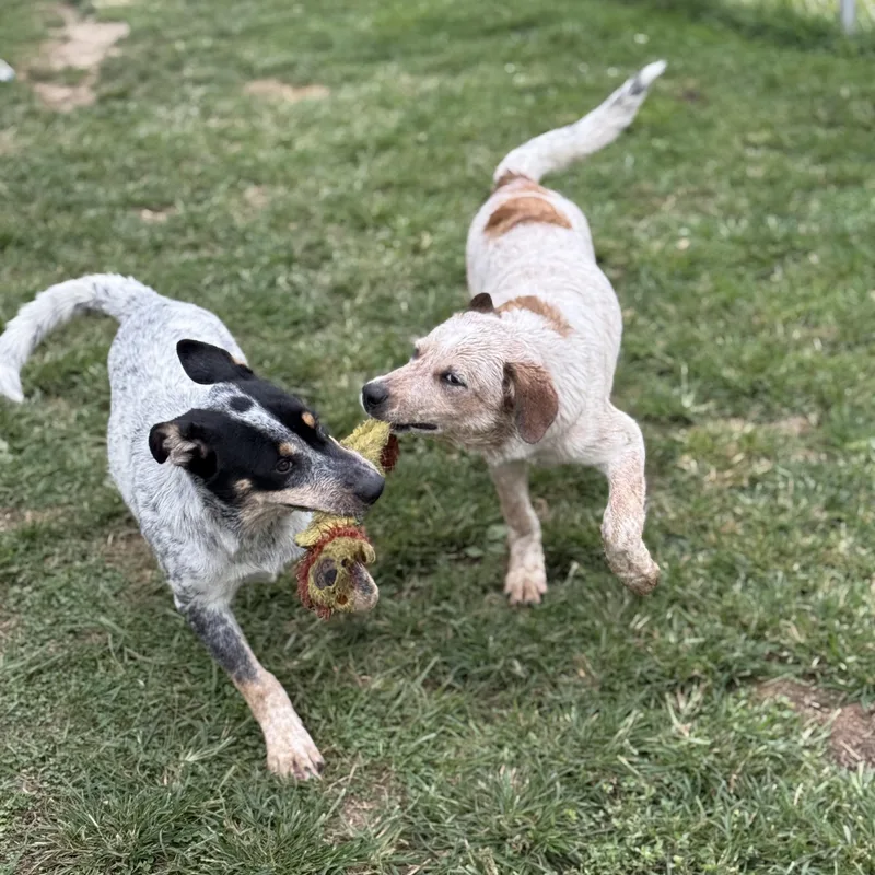 A baby large-sized male Black Australian Cattle Dog / Blue Heeler dog named Hash for adoption in Amarillo, TX