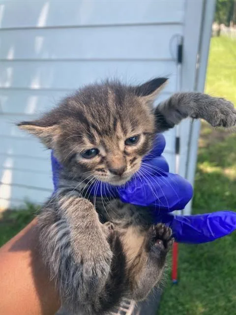 A baby small-sized female Domestic Short Hair cat named Sidney for adoption in Dallas, TX
