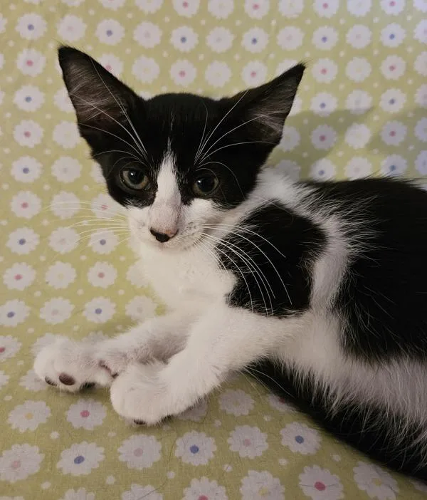 A baby small-sized male Domestic Short Hair cat named Mbappe for adoption in Stratham, NH
