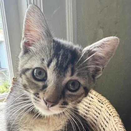 A baby small-sized female Brown / Chocolate Domestic Short Hair cat named Tabita for adoption in Atlanta, GA