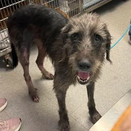 A baby large-sized male Black Irish Wolfhound dog named Melvin for adoption in Bastrop, TX