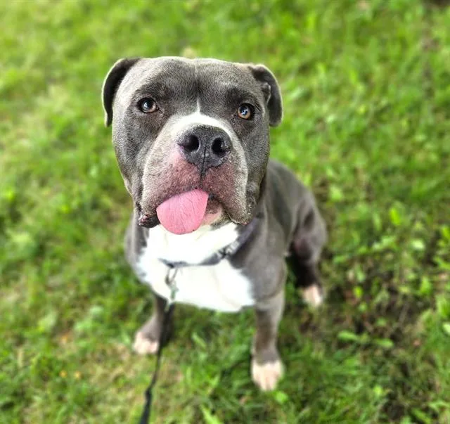 An adult large-sized male Pit Bull Terrier dog named Willard for adoption in Minneapolis, MN
