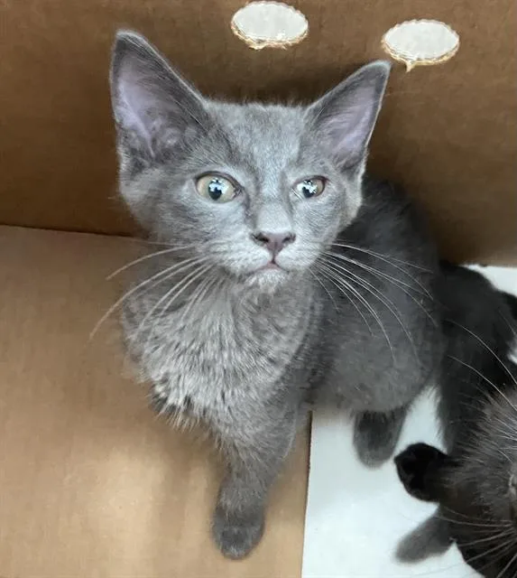 A baby medium-sized male Domestic Short Hair cat named Lava Man for adoption in Dallas, TX