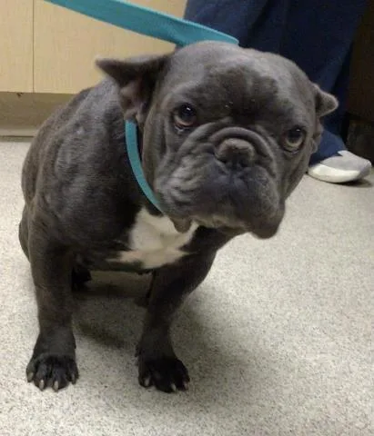 A young small-sized female French Bulldog dog named Hazel for adoption in Riverside, CA