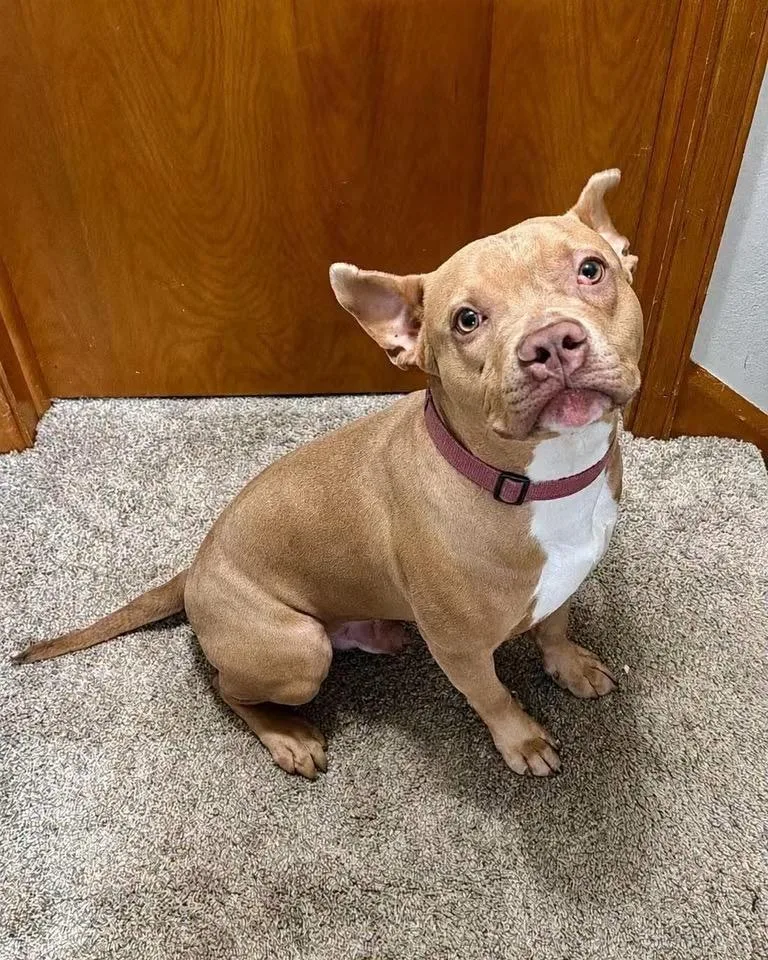 A baby medium-sized male American Bully dog named Bug for adoption in Pleasant Ridge, MI