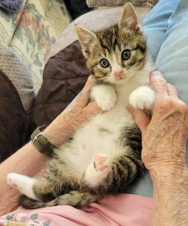 A baby medium-sized male Tabby (Brown / Chocolate) Domestic Short Hair cat named Shelton for adoption in Knoxville, TN