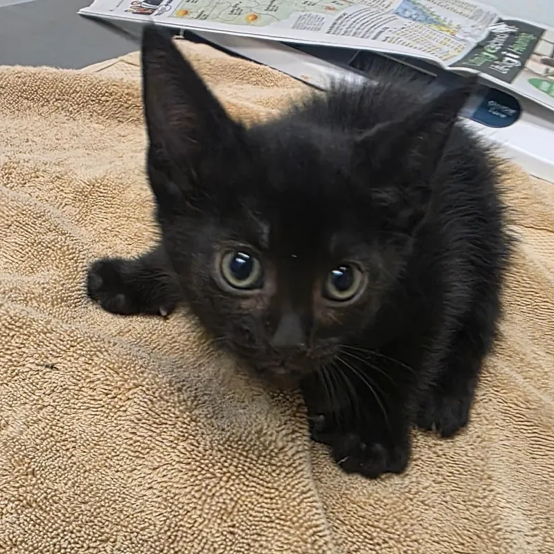 A baby small-sized male Black Domestic Medium Hair cat named River Rock for adoption in Jacksonville, FL