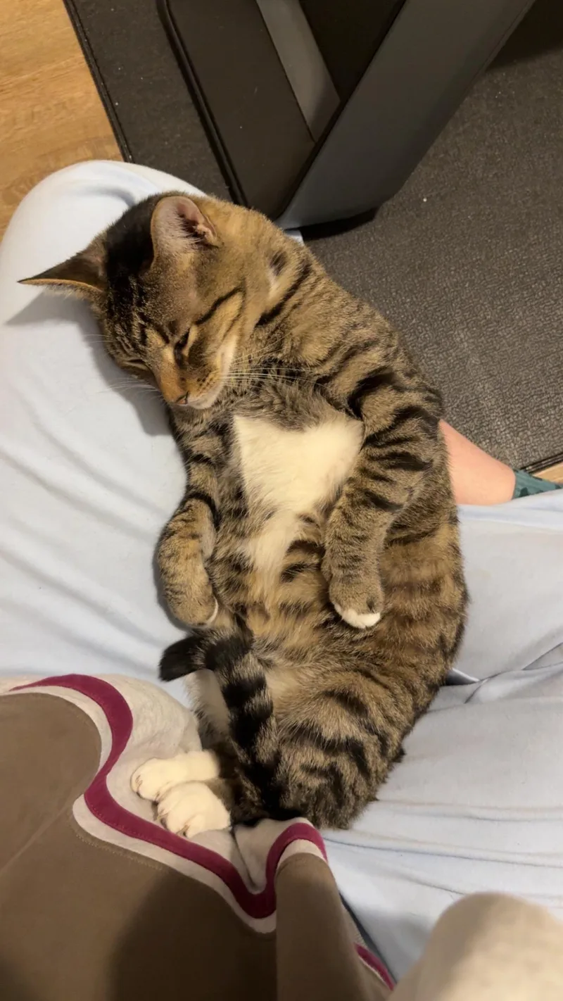 An adult medium-sized male Tabby (Gray / Blue / Silver) American Shorthair cat named Fig Newton for adoption in Charlotte, NC