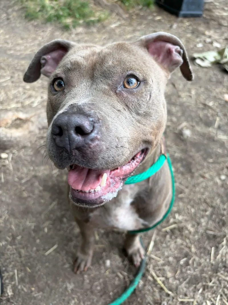 An adult medium-sized female Gray / Blue / Silver Pit Bull Terrier dog named Glynnis for adoption in Chicago, IL