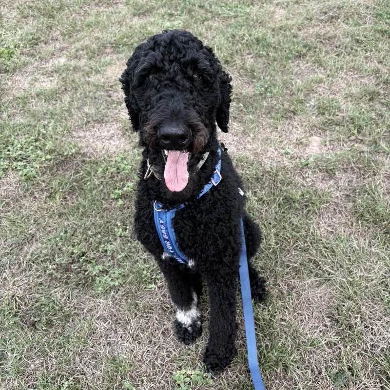 An adult medium-sized male Black Standard Poodle dog named Gus for adoption in Enterprise, AL