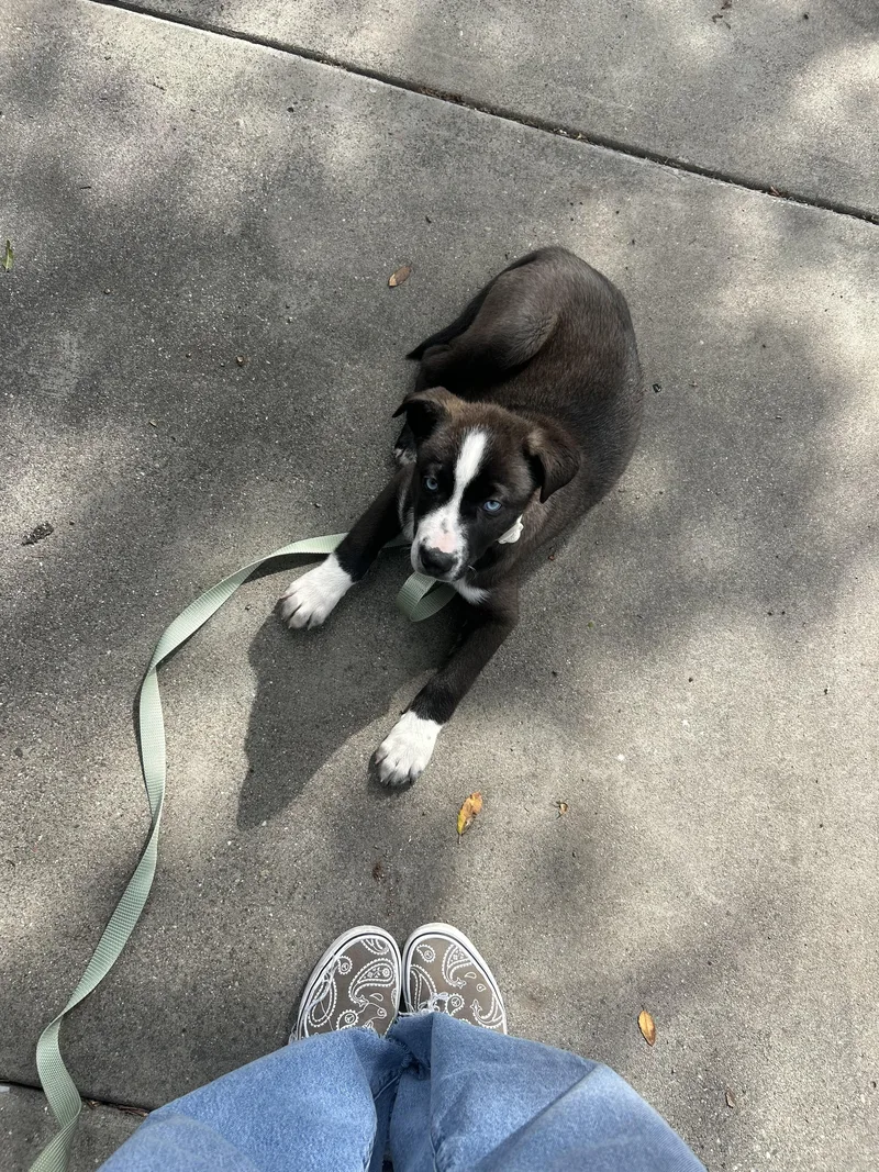 A baby medium-sized male Black Border Collie dog named Murphy for adoption in Sonora, CA