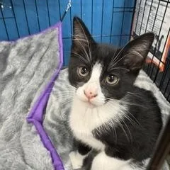 A baby medium-sized male Black & White / Tuxedo Domestic Short Hair cat named Zigzag for adoption in Louisville, KY