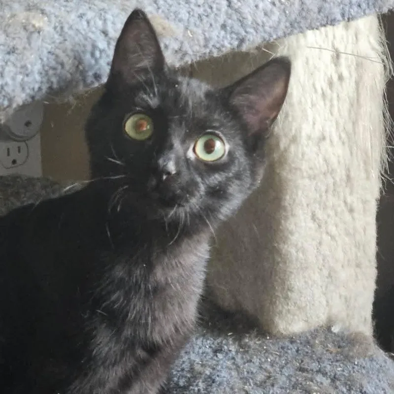 A young small-sized female Black Domestic Short Hair cat named Kenmore for adoption in Nampa, ID