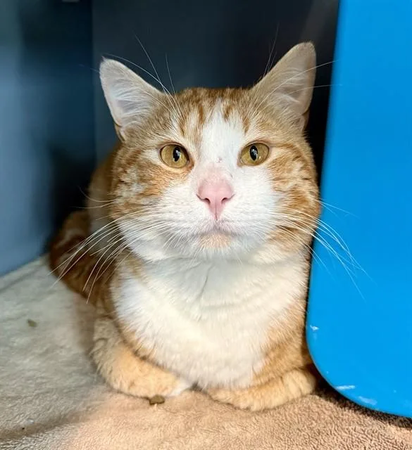 An adult medium-sized male Domestic Short Hair cat named Mr. Rodgers for adoption in Leesburg, VA