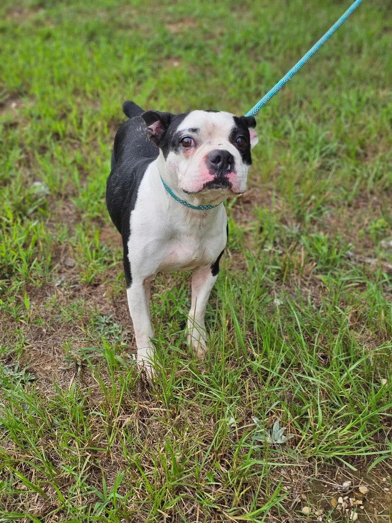 A young small-sized female Black Boston Terrier dog named Piglet for adoption in Newfoundland, NJ