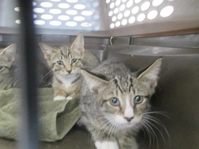 A baby small-sized female Domestic Short Hair cat named Kitana for adoption in Ocala, FL
