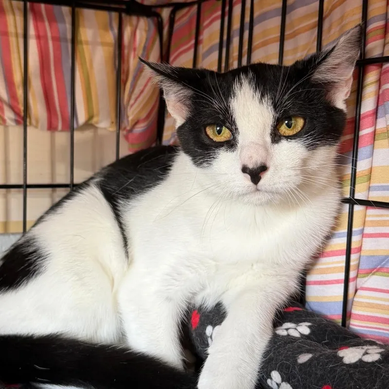 A baby small-sized female Domestic Short Hair cat named Skunk for adoption in Middleburg Heights , OH