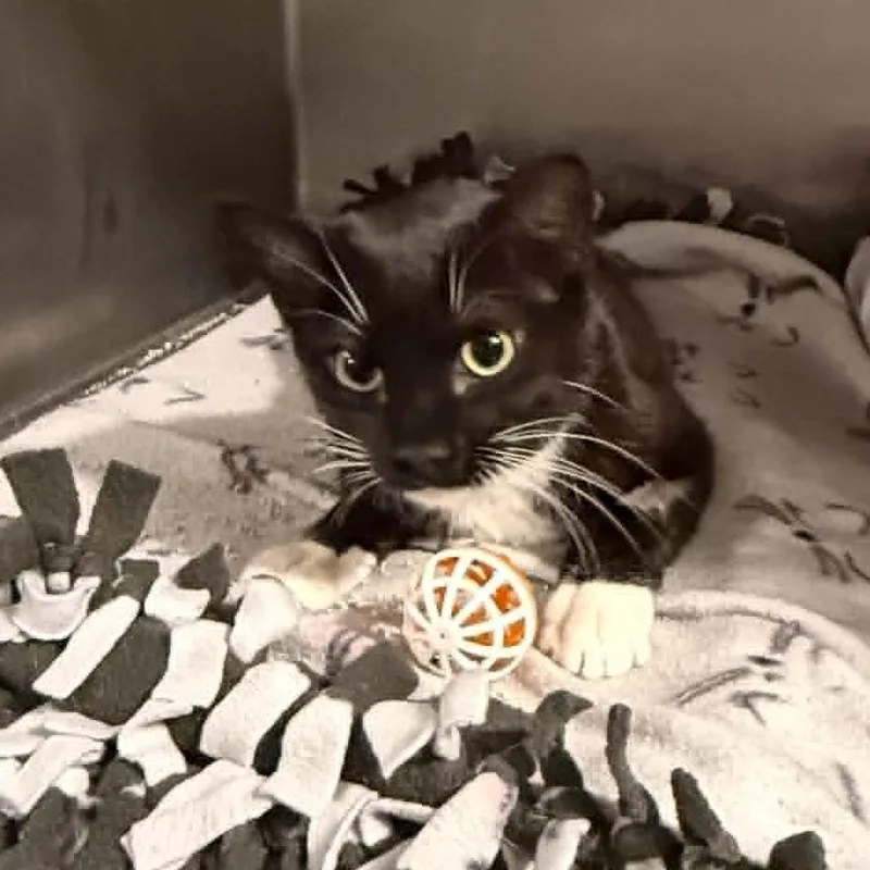 A young small-sized female Black & White / Tuxedo Tuxedo cat named Lollipop for adoption in Antioch, CA