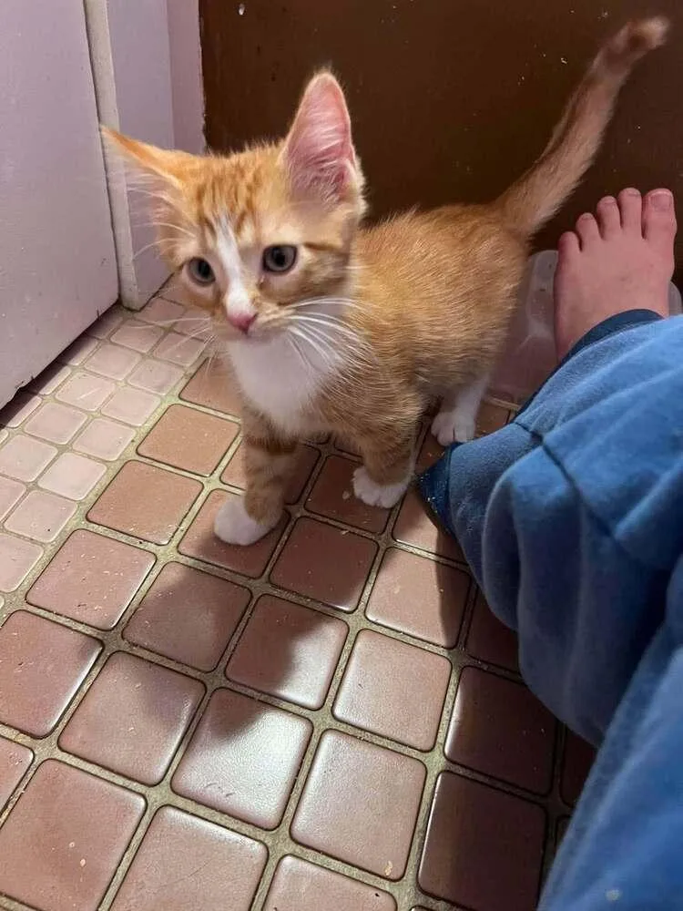 A baby small-sized male Orange & White Domestic Long Hair cat named Kelvin for adoption in Emporia, KS