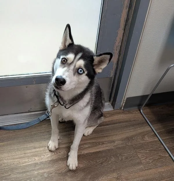 Kona