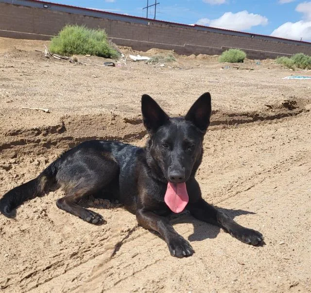 An adult medium-sized female German Shepherd Dog dog named Kate for adoption in Albuquerque, NM