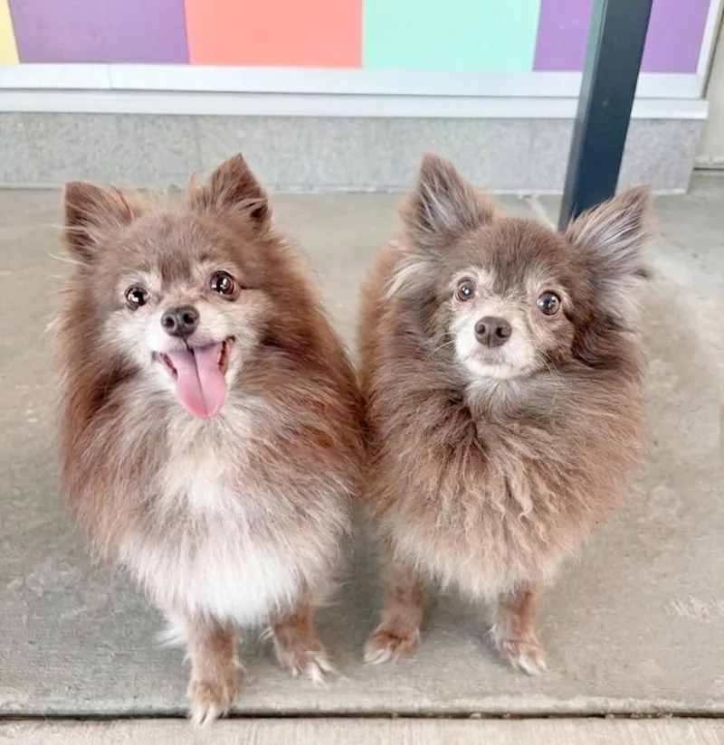 Mia & Mochi thumbnail 2