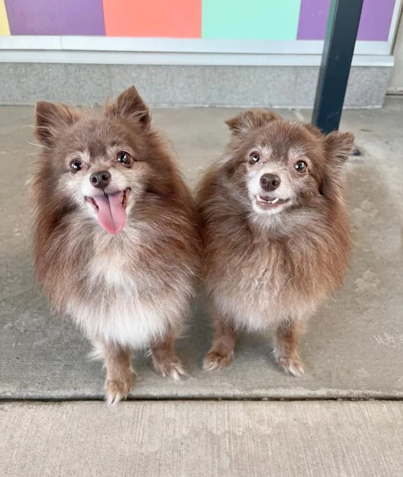 Mia & Mochi thumbnail 3